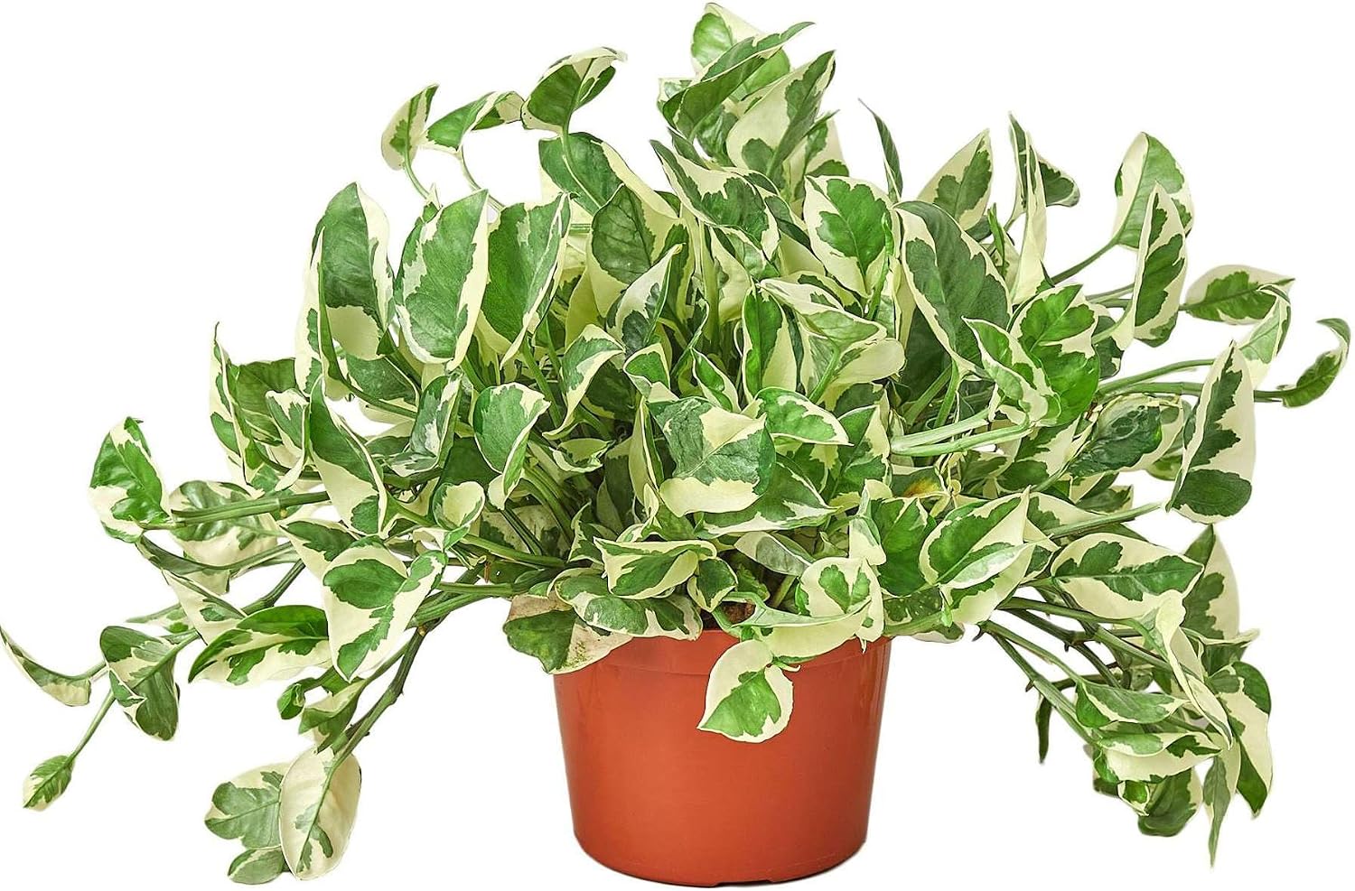 Pothos 'N'joy' Live Plant for Indoor, Houseplants in 4'' & 6'' Pot