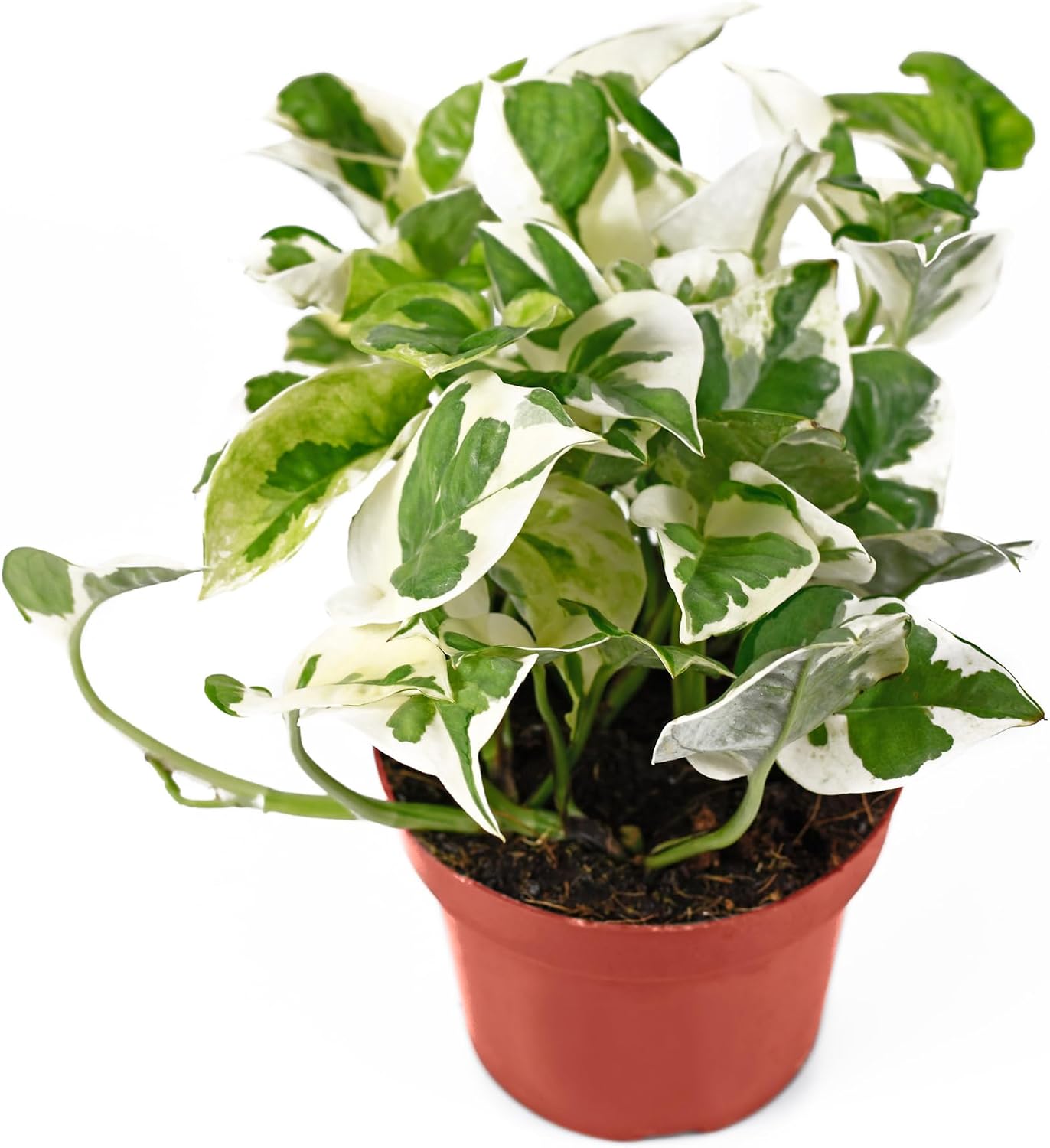 California Tropicals Pothos 'N Joy, 4