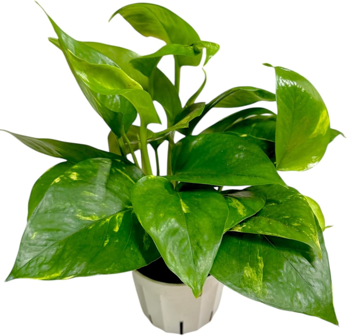 Pothos Live Indoor Plant, 4 inch Pot, Variegated White and Green Leaves