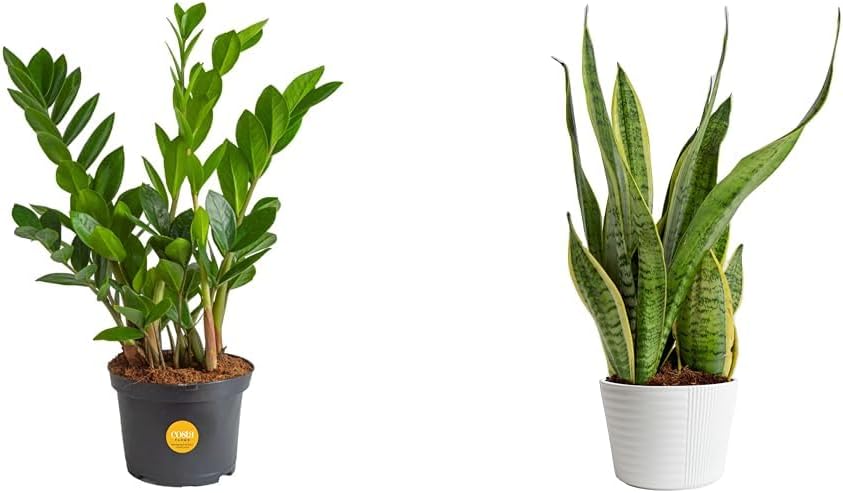 Costa Farms Live ZZ Plant and Snake Plant, Potted