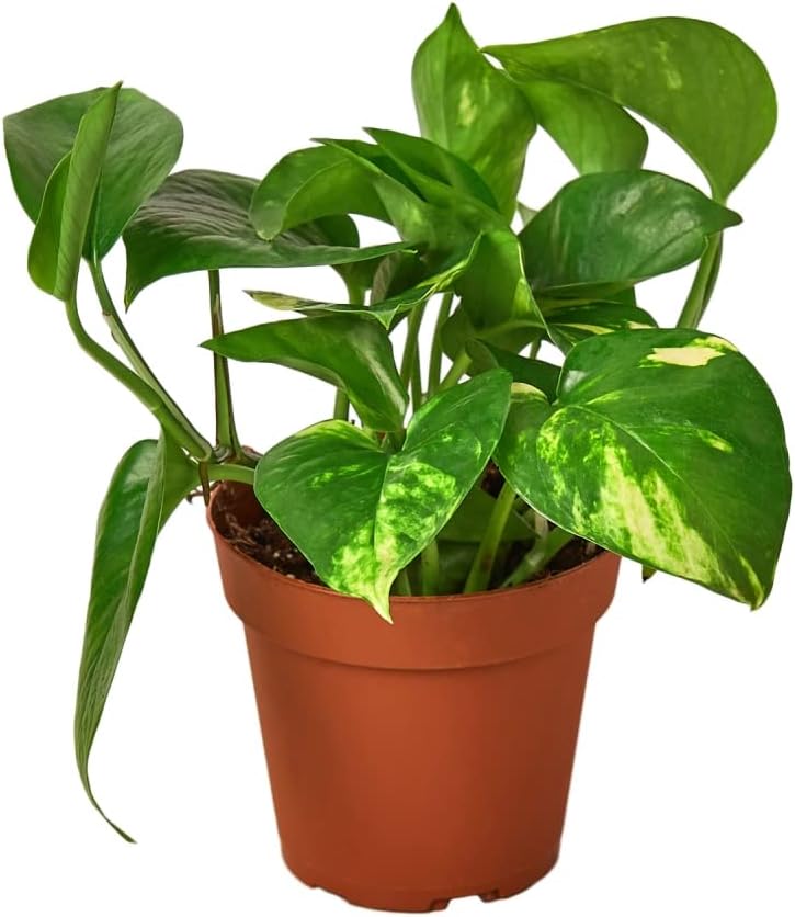 Golden Pothos Live Plant in 4 Inch Pot