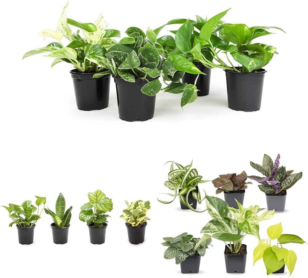 Live Pothos Plants, 4 Pack
