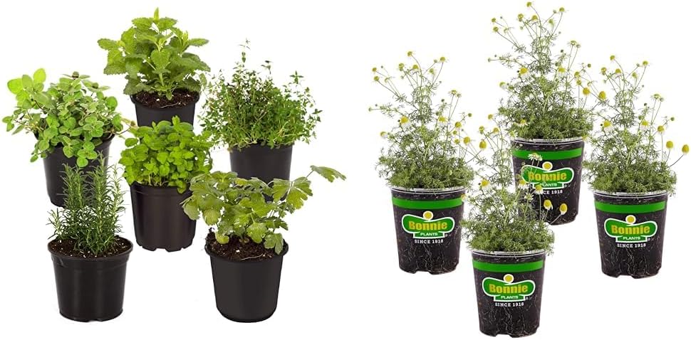Live Aromatic Herb Assortment, Rosemary, Lavender, Mint, 6 Plants