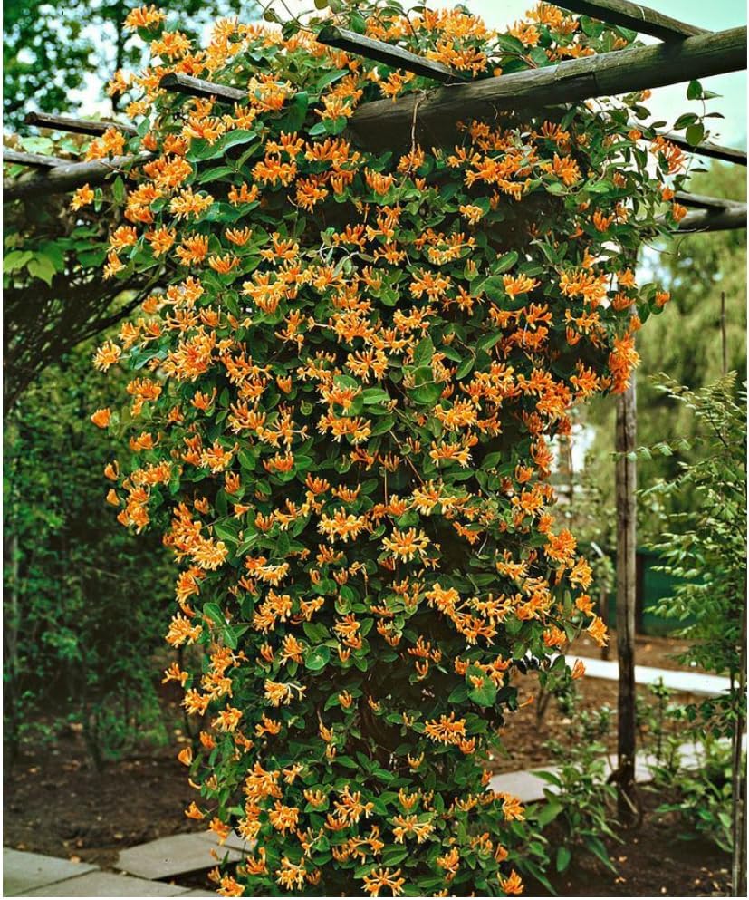 Mandarin Honeysuckle Vine, Perennial Lonicera, 2.5 Inch Pot
