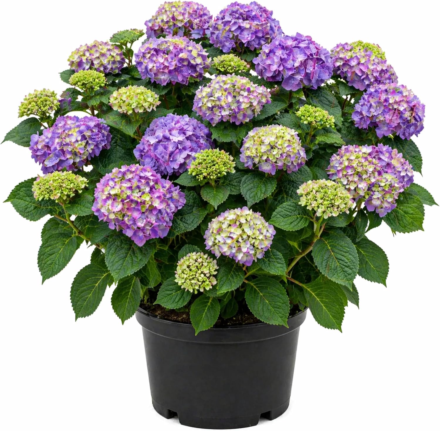 Endless Summer Bloomstruck Hydrangea Plant, Pink and Purple Blooms