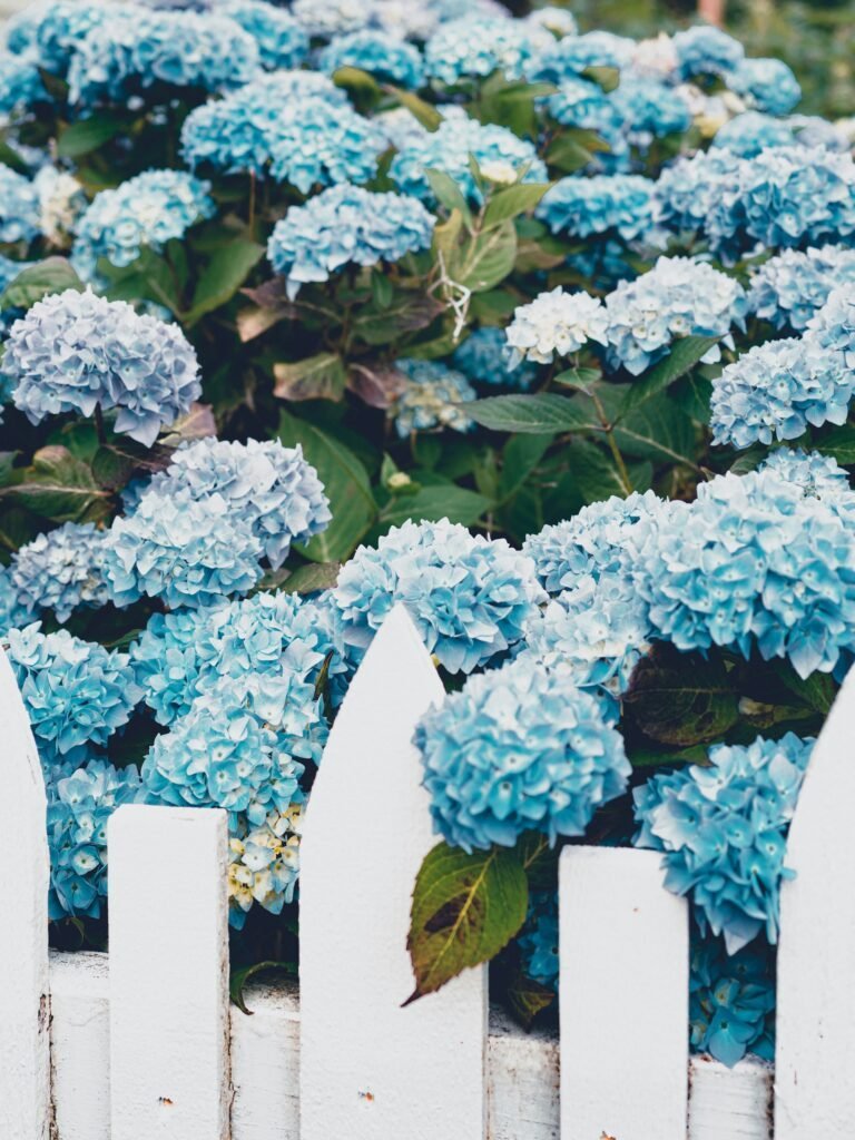 Dense blue hydrangea blooms cascading over a white picket fence
