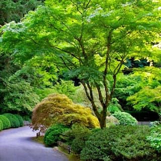 Japanese Maple Live Tree, 3 to 4 ft