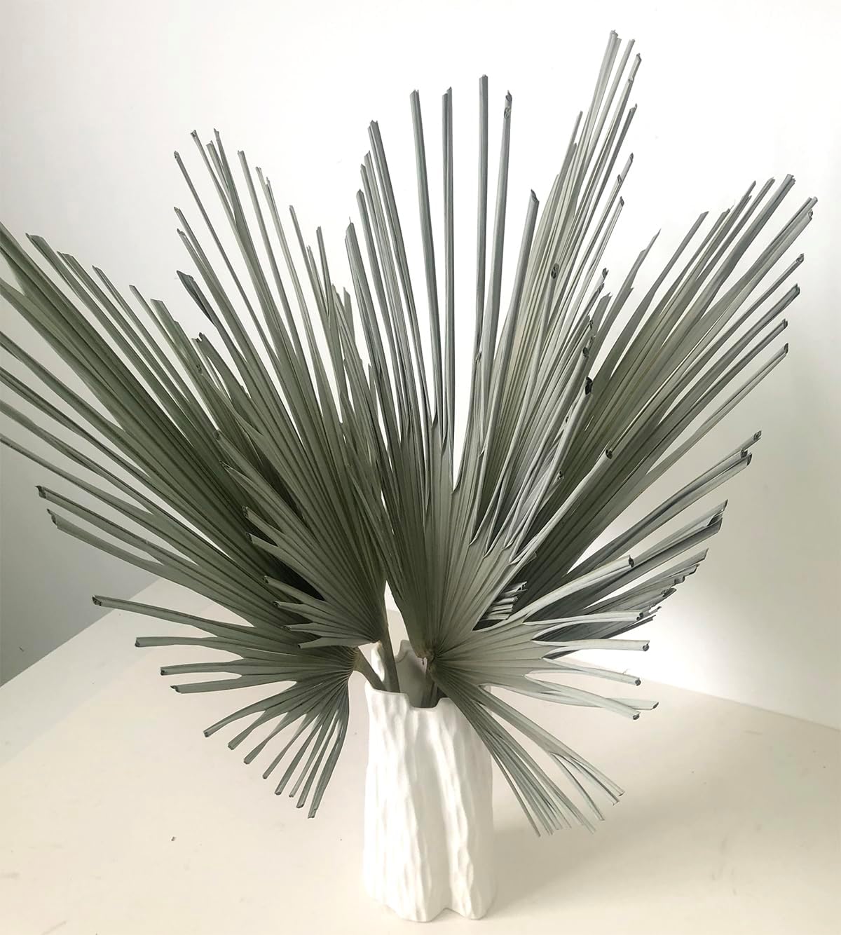 Dried Palm Fronds, 12-Piece Set