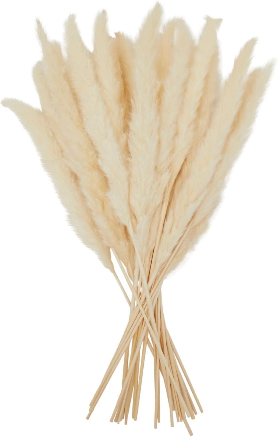 Natural Pampas Grass Stems, 30-Pack