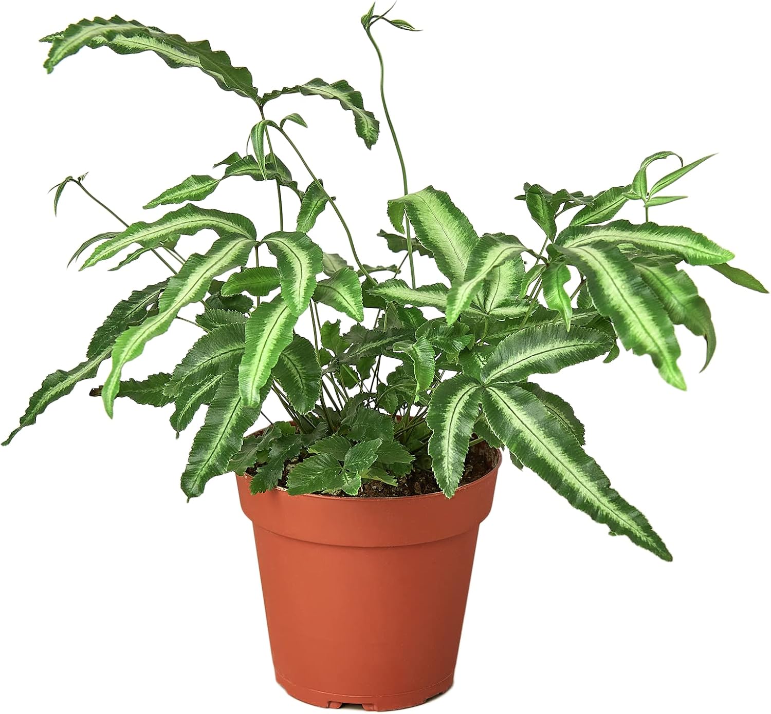 House Plant Shop Fern 'Albo', 4 Inch Pot, Live Indoor Plant