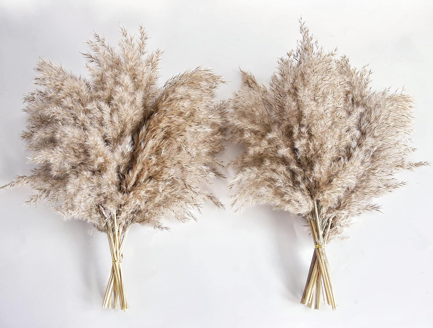 Natural Dried Pampas Grass, Small Short Stems, Bulk Pack