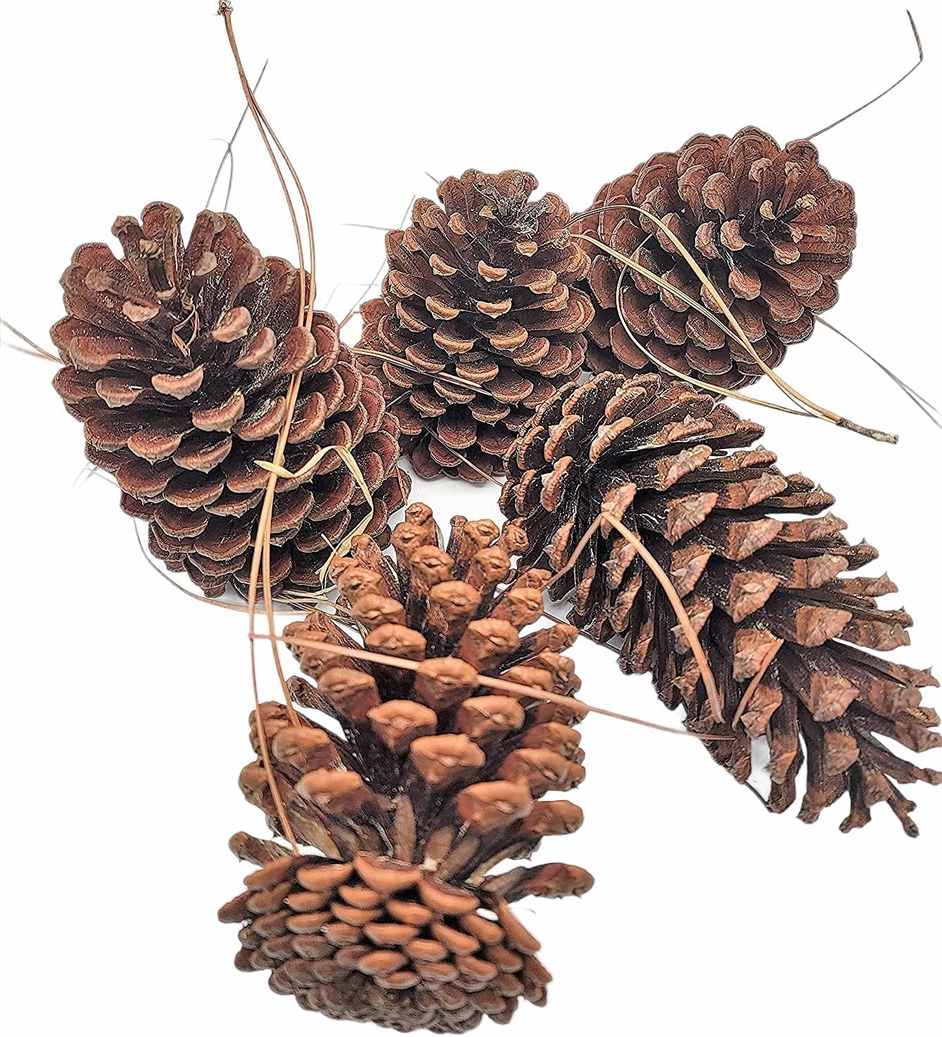 Pine Cones Uniquely Shaped Real Natural Pinecones in Bulk